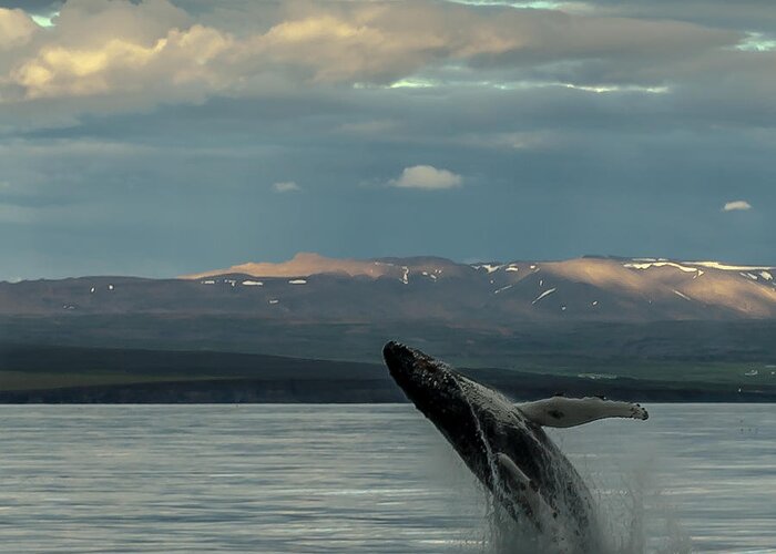 Humpback Whale Greeting Card featuring the photograph Humpback Whale by Jorgen Norgaard