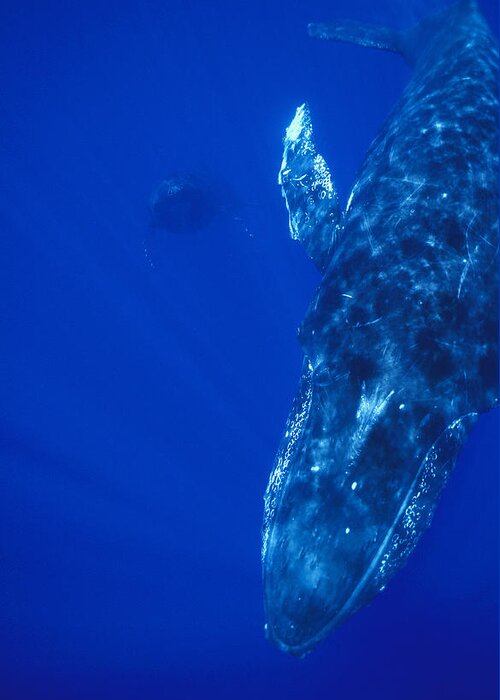 00128631 Greeting Card featuring the photograph Humpback Whale Singer And Joiner Maui by Flip Nicklin