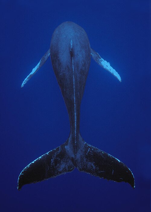 00079895 Greeting Card featuring the photograph Humpback Whale Singing Kona Coast Hawaii by Flip Nicklin