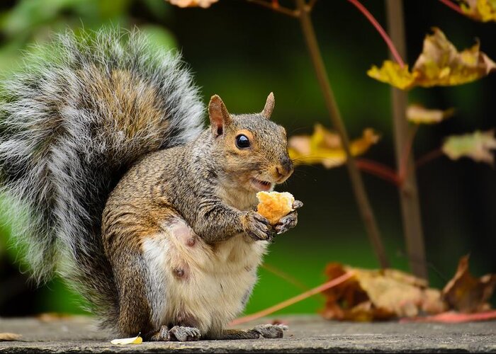 Squirrel Greeting Card featuring the photograph Hungry Momma by Mark Papke