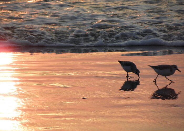 Birds Greeting Card featuring the photograph Hurry Before The Wave Comes by Kim Galluzzo
