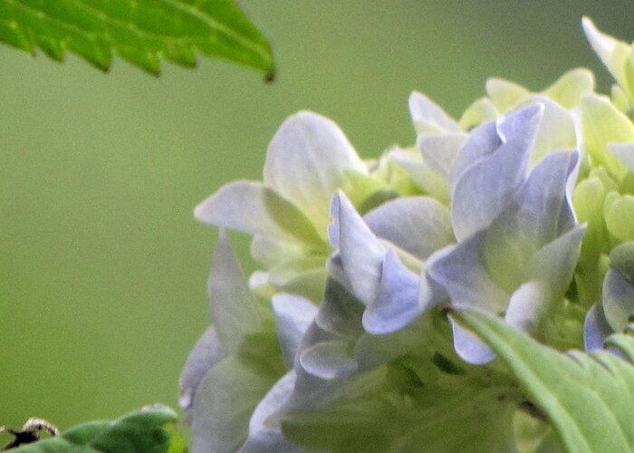 Hydrangea Greeting Card featuring the photograph Hydrangea Blossom by KATIE Vigil