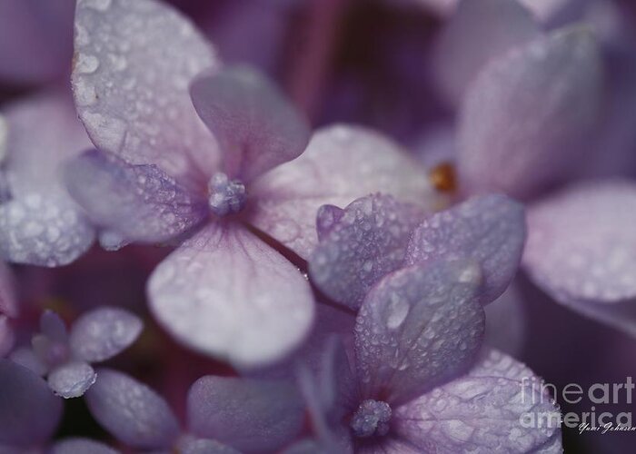 Hydrangeas Greeting Card featuring the photograph Hydrangea in Rain by Yumi Johnson