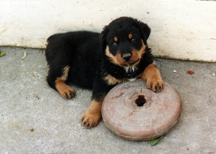 Rottweilers Greeting Card featuring the photograph I lift weights you know by Lee McCormick