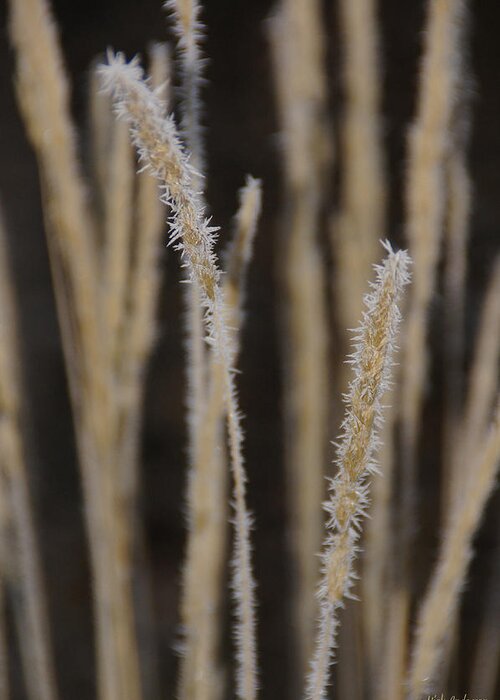 Ice Greeting Card featuring the photograph Ice Crystals on Tall Grass by Mick Anderson