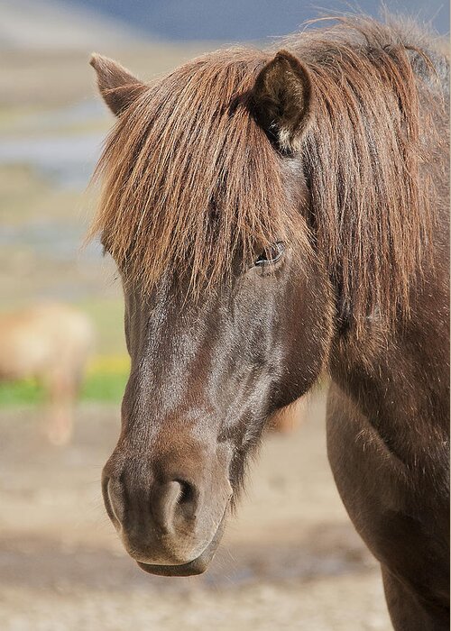 Icelandic Horse Greeting Card featuring the photograph Icelandic Horse 2 by Wade Aiken