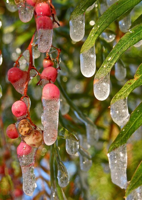 Tree Greeting Card featuring the photograph Icy Pepper Tree by Diana Hatcher