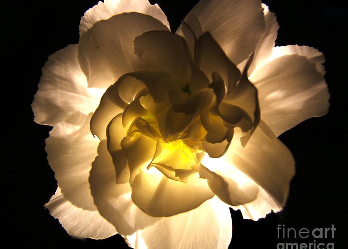 Artoffoxvox Greeting Card featuring the photograph Illuminated White Carnation Photograph by Kristen Fox