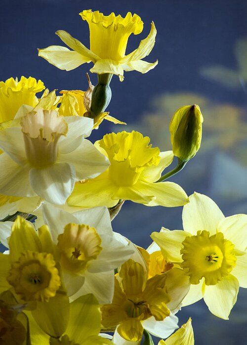 Daffodils.daffodil Greeting Card featuring the photograph Illuminating the Light by Jo-Anne Gazo-McKim