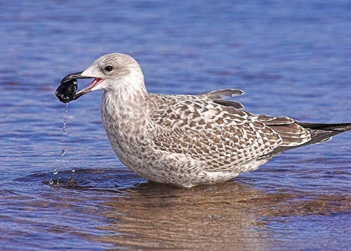 Larus Argentatus Greeting Card featuring the photograph Immature Herring Gull by Duncan Shaw