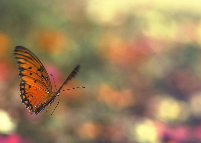 Butterfly Greeting Card featuring the photograph In Flight by Joel Olives