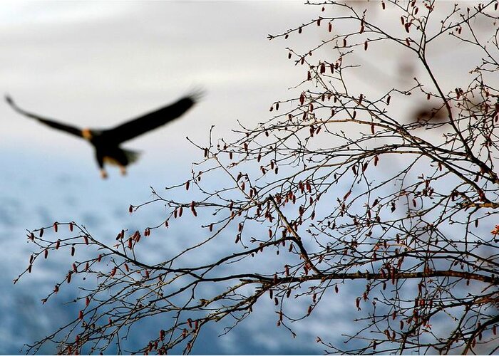 Bald Eagle Greeting Card featuring the digital art In the distance by Carrie OBrien Sibley