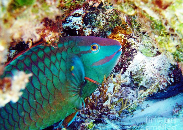 Parrotfish Greeting Card featuring the photograph In The Lair by Li Newton