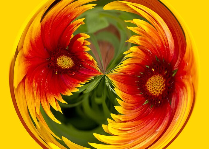 Orb Greeting Card featuring the photograph Indian Blanket Flower Orb by Bill Barber
