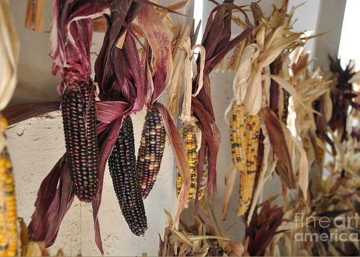 Corn Greeting Card featuring the photograph Indian Corn by Tatyana Searcy