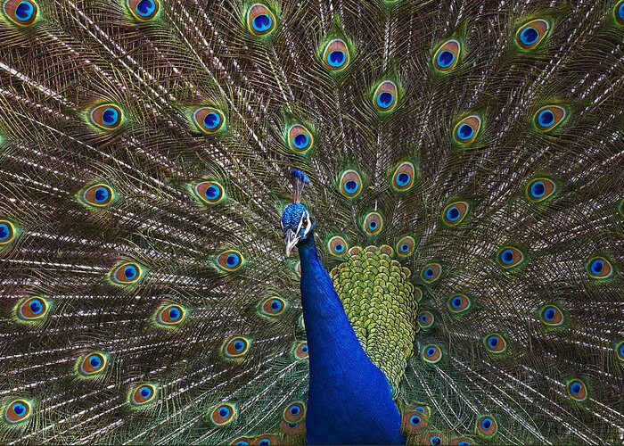 00176458 Greeting Card featuring the photograph Indian Peafowl Male With Tail Fanned by Tim Fitzharris