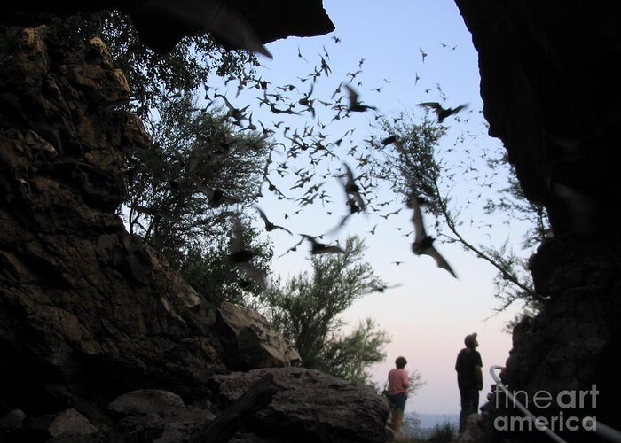 Bat Greeting Card featuring the photograph Inside the Bat Cave by Mark Robbins