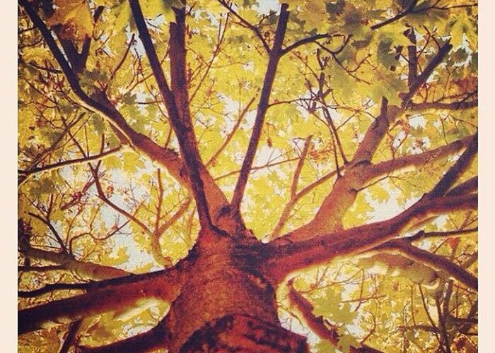 Tree Greeting Card featuring the photograph Inside the Canopy by Tom Crask