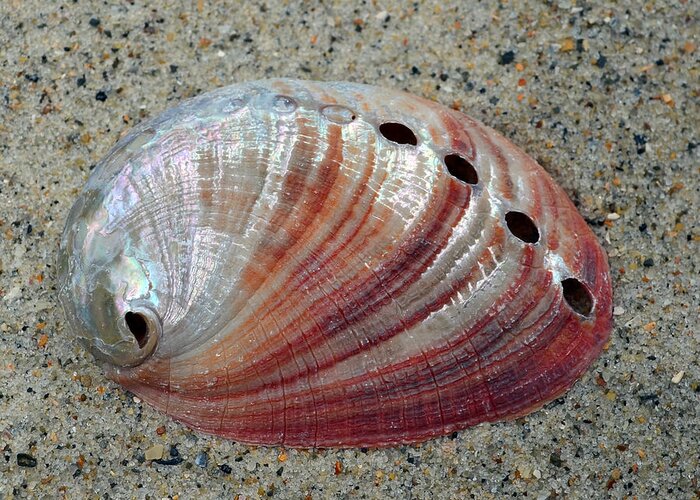 Shell Greeting Card featuring the photograph Iridescent Treasure Macro by Sandi OReilly