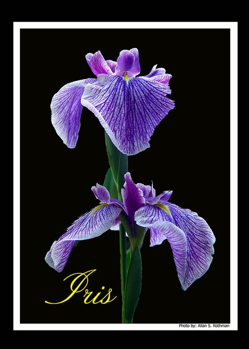 Iris Greeting Card featuring the photograph Iris by Allan Rothman