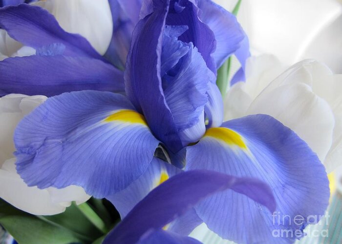 Nature Greeting Card featuring the photograph Iris Bloom by Arlene Carmel