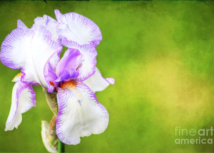 Beautiful Greeting Card featuring the photograph Iris by Darren Fisher