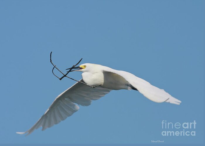 Egret Greeting Card featuring the photograph Is It Nesting Time by Deborah Benoit