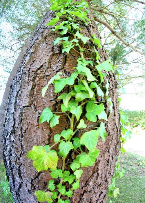 Tree Greeting Card featuring the photograph Ivy Tree by Paula Deutz