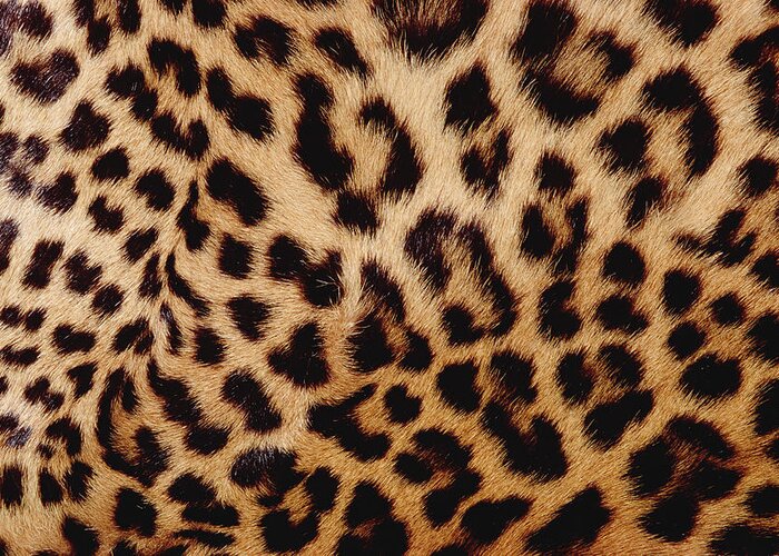 Mp Greeting Card featuring the photograph Jaguar Panthera Onca Fur, Close-up by Gerry Ellis