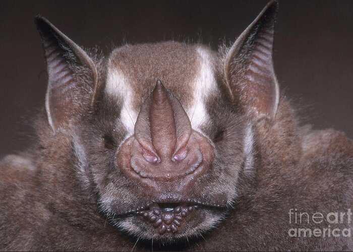 Jamaican Fruit Bat Greeting Card featuring the photograph Jamaican Fruit Bat by Dante Fenolio