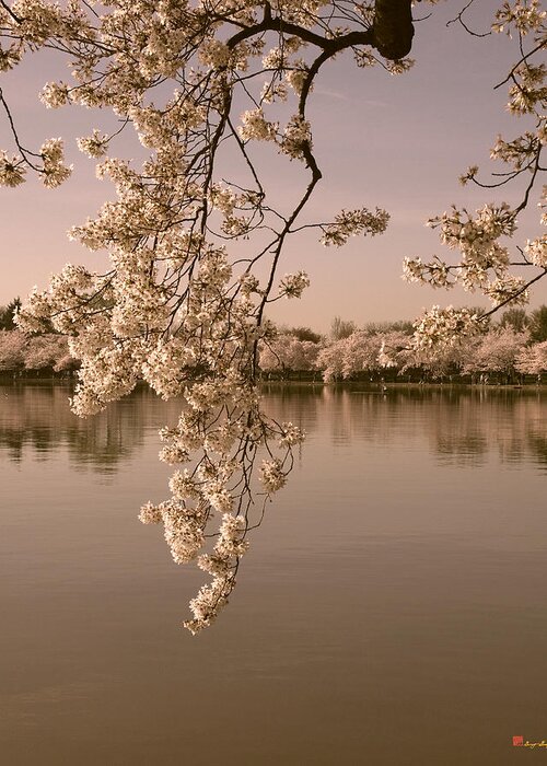 Washington D.c. Greeting Card featuring the photograph Japanese Cherry Tree Blossoms over the Tidal Basin in Sepia DS019S by Gerry Gantt