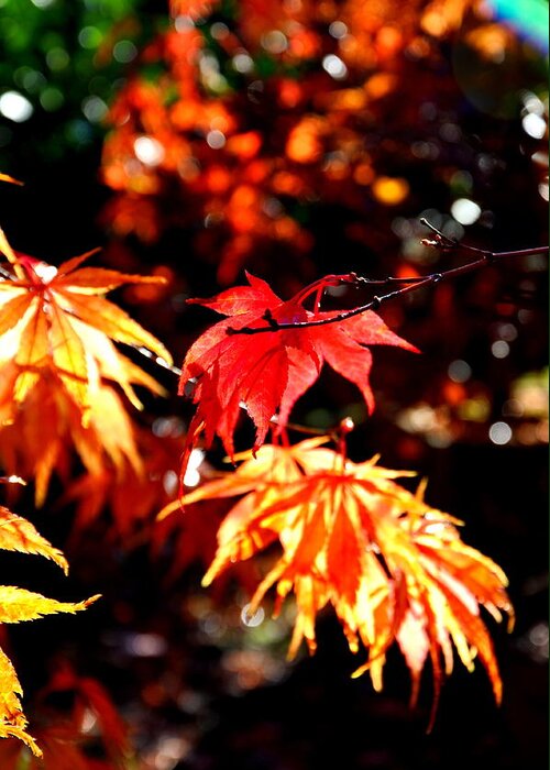 Tree Greeting Card featuring the photograph Japanese Maple 4 by Tatyana Searcy