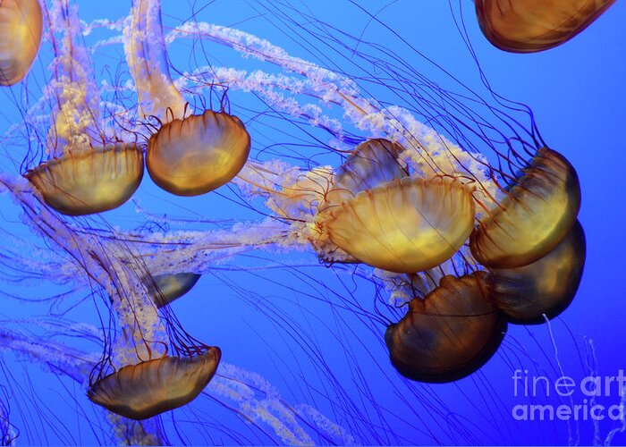 Jellyfish Greeting Card featuring the photograph Jellyfish 6 by Bob Christopher