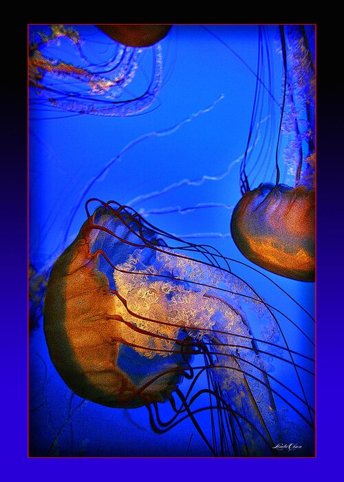 Jellyfish Greeting Card featuring the photograph Jellyfish swimming sideways by Linda Olsen