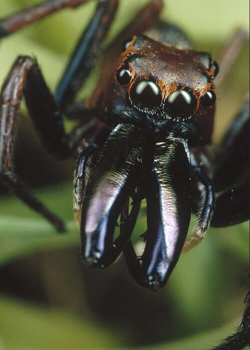 Mp Greeting Card featuring the photograph Jumping Spider Portrait, Queensland by Mark Moffett