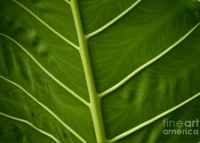 Jungle Greeting Card featuring the photograph Jungle Leaf by Blake Webster