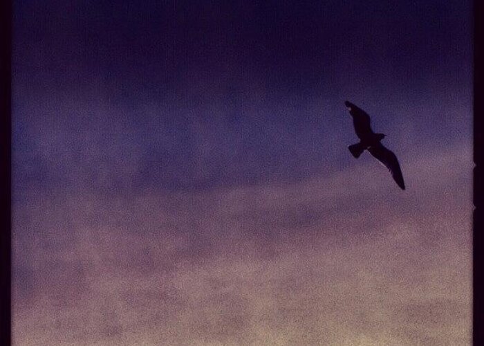 Evening Greeting Card featuring the photograph Just A #bird ... #sky #purple by Linandara Linandara