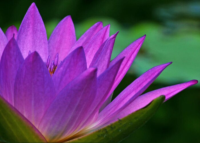 Waterlily Greeting Card featuring the photograph Just A Dream by Melanie Moraga