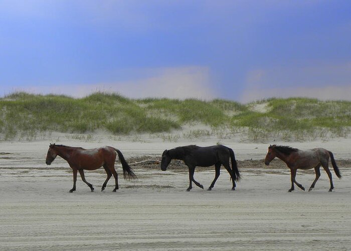 Wild Horses Greeting Card featuring the photograph Just A Little Stroll After A Roll In The Sand by Kim Galluzzo