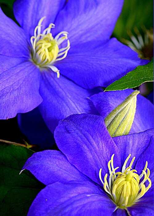 Clematis Greeting Card featuring the photograph Just Heavenly..... by Tanya Tanski