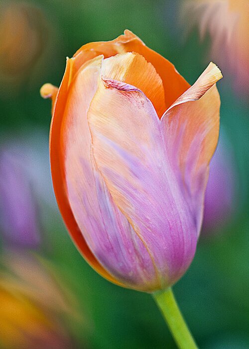 Flowers Greeting Card featuring the photograph Just One Tulip by Betty Eich