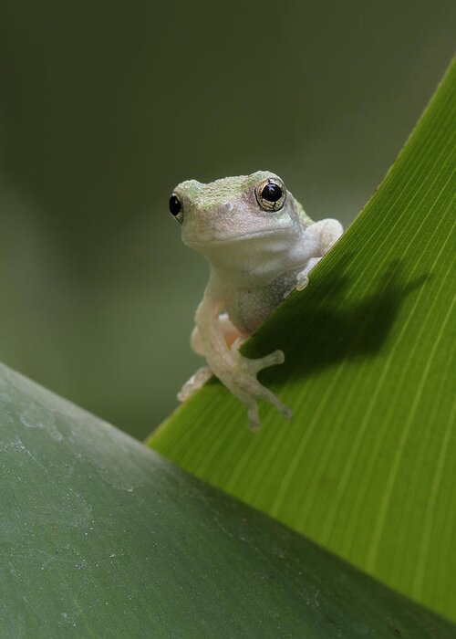 Grey Treefrog Greeting Card featuring the photograph Juvenile Grey Treefrog by Daniel Reed