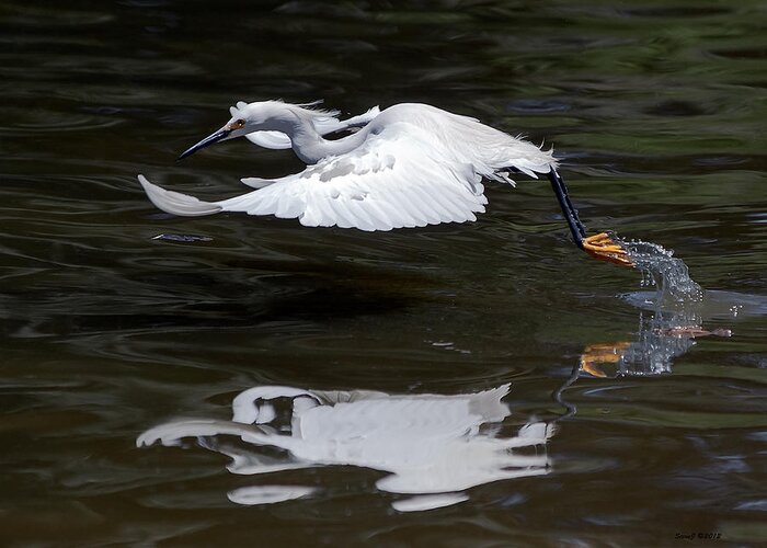 Egret Greeting Card featuring the photograph Kicking Water by Stephen Johnson