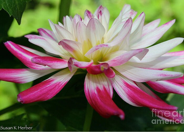 Outdoors Greeting Card featuring the photograph Kidd's Climax Dahlia by Susan Herber