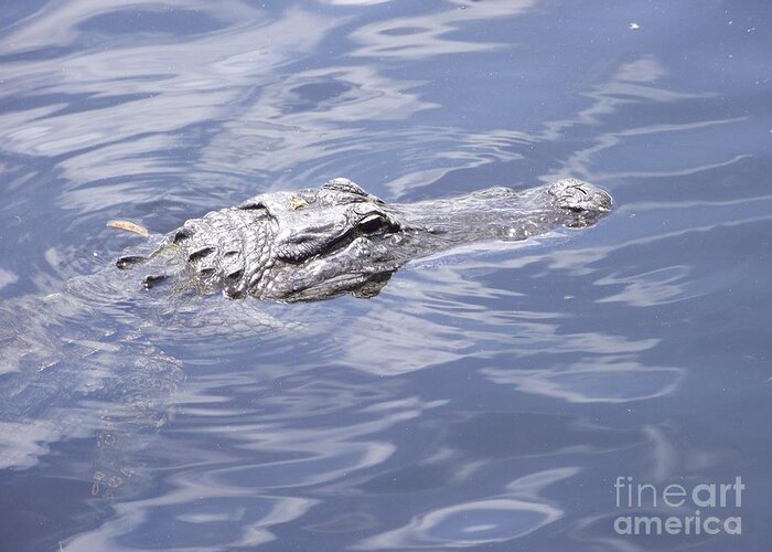 Florida Alligator Greeting Card featuring the photograph King of the Everglades by Michelle Welles