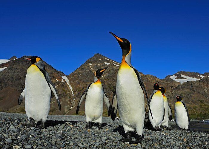 King Penguin Greeting Card featuring the photograph King Penguins - Road Block by Tony Beck