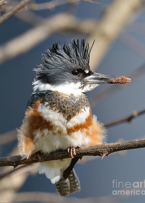 Kingfisher Greeting Card featuring the photograph Kingfisher by Craig Leaper