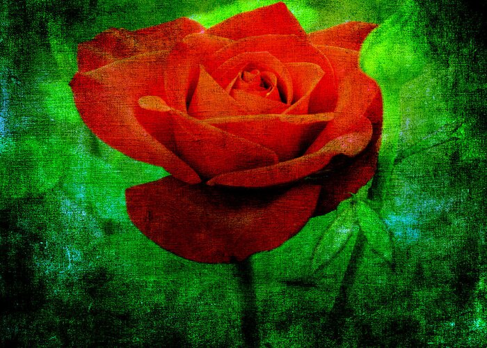 Rose Greeting Card featuring the photograph Kiss By A Rose by Angelina Tamez