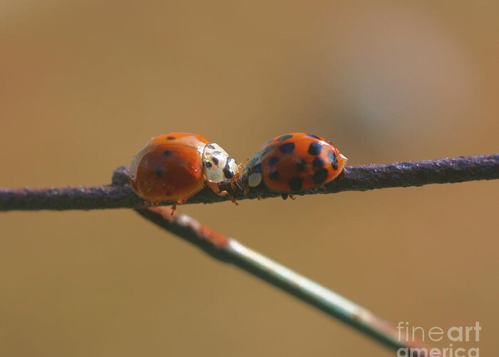 Insect Greeting Card featuring the photograph Kissing Ladybugs by Smilin Eyes Treasures
