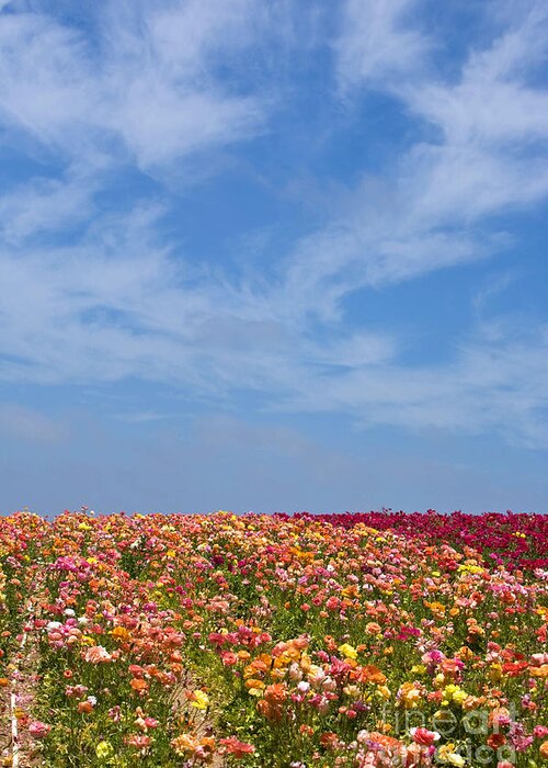 Flower Fields Greeting Card featuring the photograph Knighton002 by Daniel Knighton